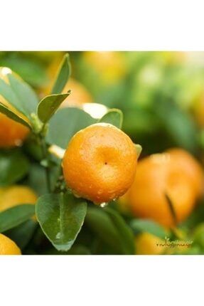 Tüplü Yarı Bodur Aşk Meyvesi Bodrum Mandalina Fidanı BCDENZ79