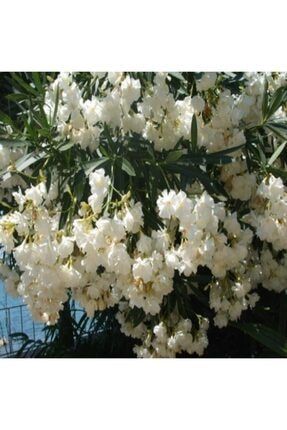 Tüplü Beyaz Çiçekli Zakkum Fidanı ABCMU689