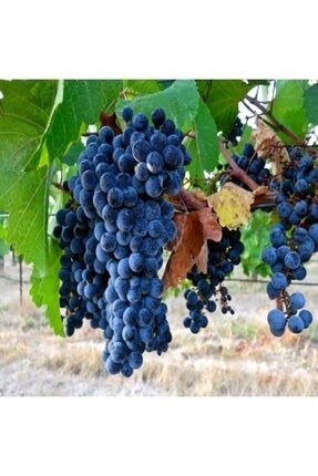 Tüplü Orta Geçci Kokulu Şaraplık Merlot Üzüm (Asma-bağ) Fidanı EJLPQR25
