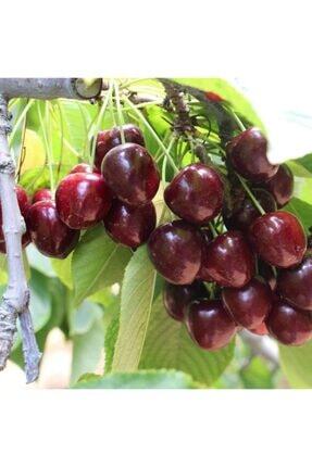 bodur 0900 ziraat napolyon kiraz