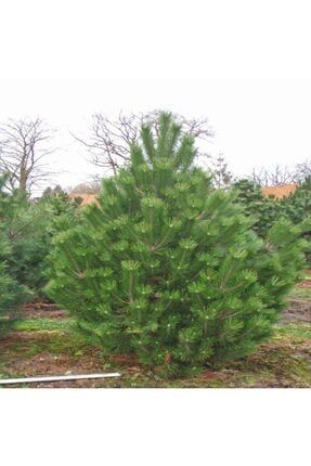 Tüplü Pinus Nigra Karaçam Fidanı (100-150 Cm) HJMQW789