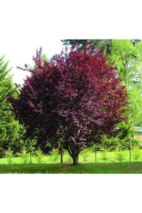Tüplü Süs Eriği (prunus Cerasifera) Fidanı (150-200 Cm) CMSVXZ39