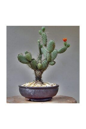 Hint Inciri Tohumu(opuntia Bonsai)(saksılı Set) 2157