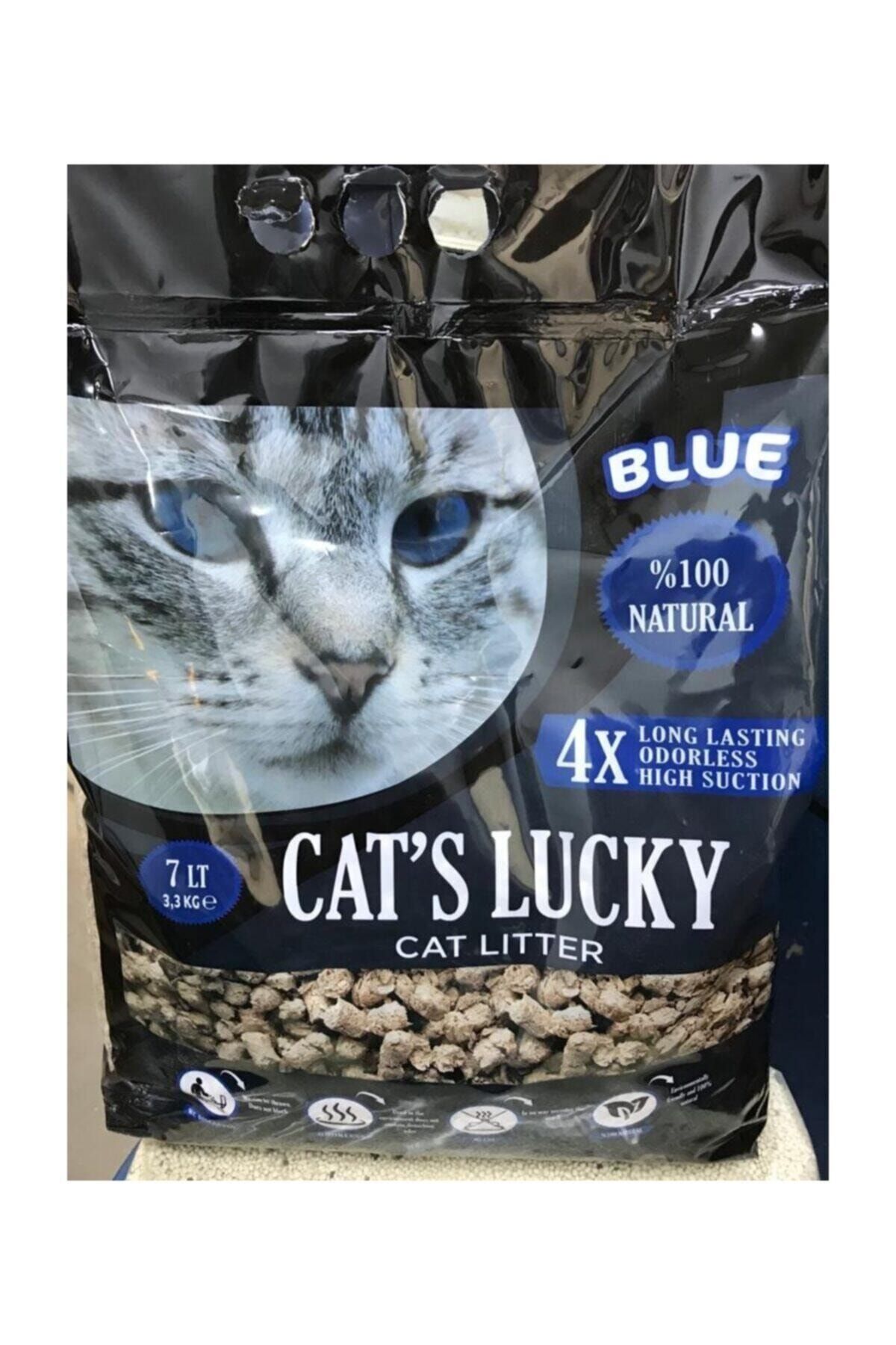cats best lucky blue uzun tuylu kediler