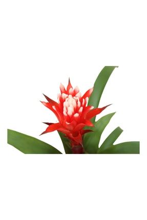 Ithal Guzmania Çiçeği Iç Mekan Ev Ofis Bitkisi Hediye Hediyelik Canlı Çiçek TYC00438393022