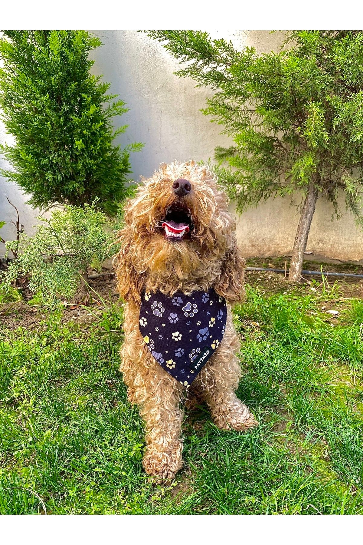 PAT M O Gold Paws Cat And Dog Scarf Bandana Trendyol