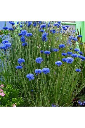 Mavi Kantoron Çiçeği Tohumu [2 Adet Kapsül Tohum] 582514