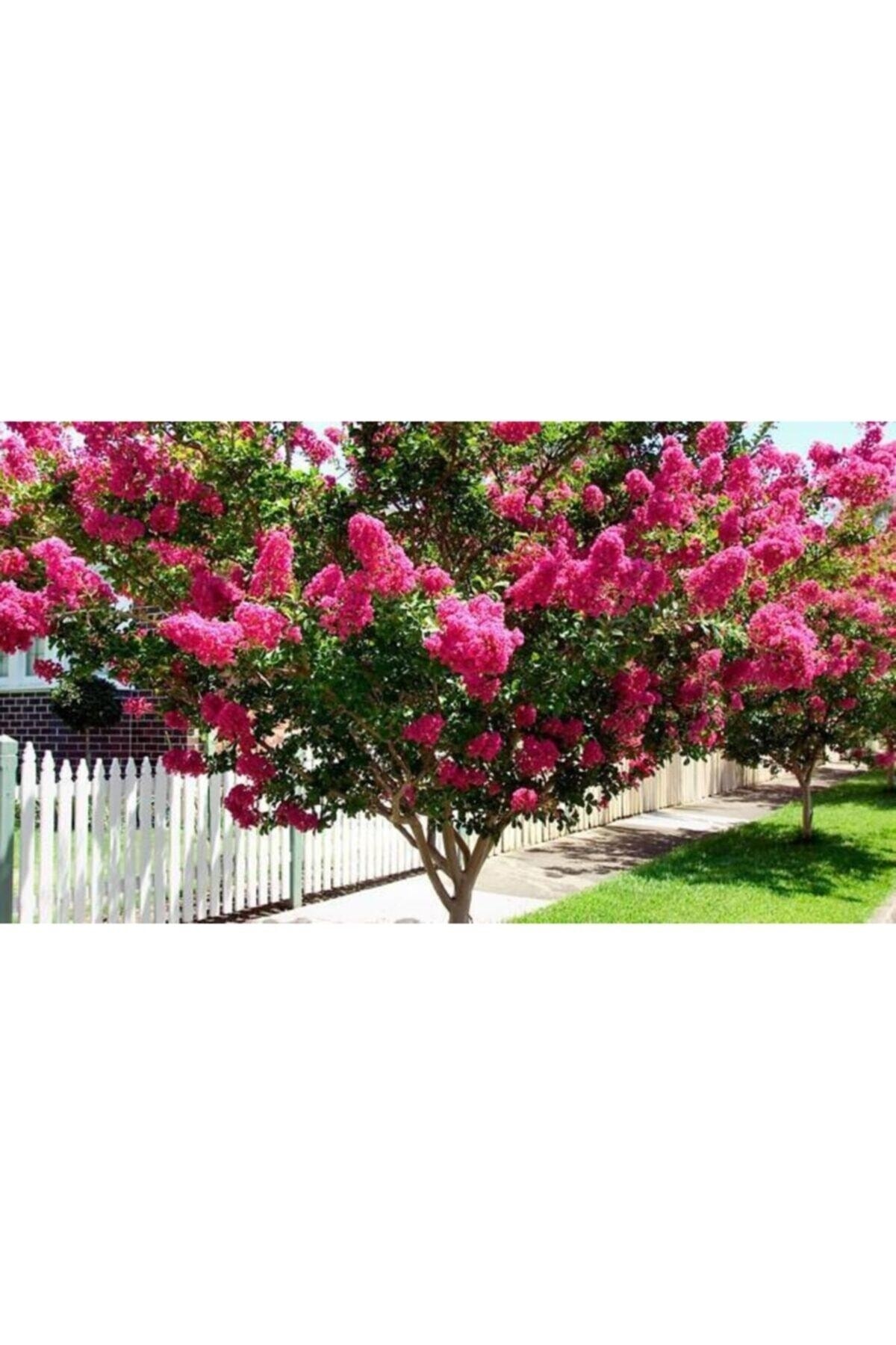 Садовое дерево которое. Катальпа бигнониевидная. Южный кустарник гибискус. Деревья в саду. Гибискус сирийский древовидный.