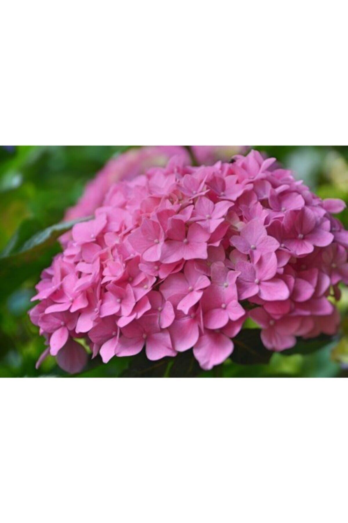 Pink Hydrangea Flower Seedling 50 Cm Pot