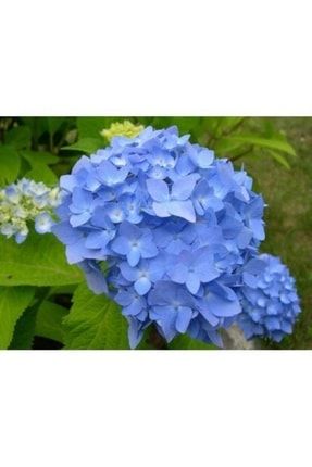 Mavi Ortanca Çiçeği Fidanı ÇQNCIWJGJIOW1488415