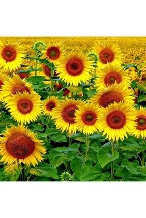 30 Adet Tohum Nadir Bulunan Sarı Süs Ayçiçeği Ay Çiçeği Tohumu Sürpriz Hediye Tohumludur 596986858erddkfu4f4