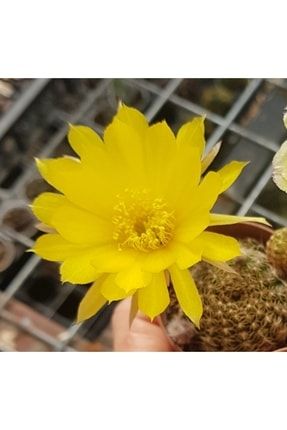 Lobivia Kaktüs Bol Yavrulu Sarı Çiçek Açan 5,5cm Saksılı TRD-077