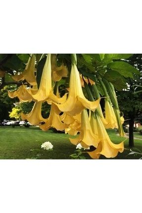 Turuncu Sarı Renkli Çiçek Melek Borazanı Melek Borusu Brugmansia Angels Trumpet Çok Yıllı Çalı Çiçek TYC00364337491