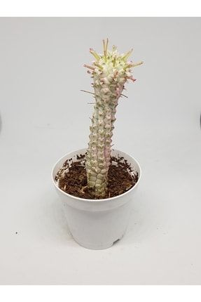 Euphorbia Mammillaris Variegata Kaktüs 5,5cm Saksılı TR-036