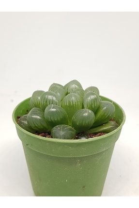 Haworthia Cooperi Var. Pilifera Yarı Saydam Nadir Tür Sukulent 5.5cm TRD-013