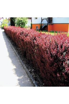 tacirdepo tuplu red berberis thunbergii