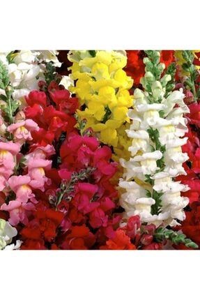 Karışık Renkli Katmerli Gül Hatmi Çiçeği Tohumu (40 Tohum) TYC00245786953