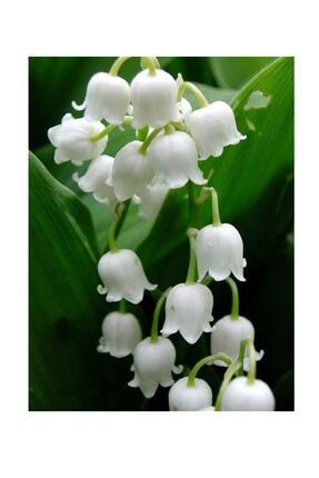 Müge Çiçeği Inci Çiçeği Soğanı Yoğun Kokulu - Tek Soğan - Beyaz foni0281