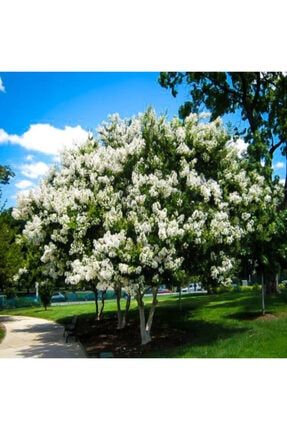 Lagerstromia Indica Beyaz Renkli Oya Ağacı Tohumu (5 Tohum) CJPRVX38