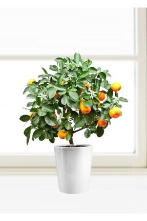 Bodur Bonsai Mandalina Ağacı Tohumu Mandalin Ağacı Tohumu 5 Adet Tohum + Toprak + Saksı 00427