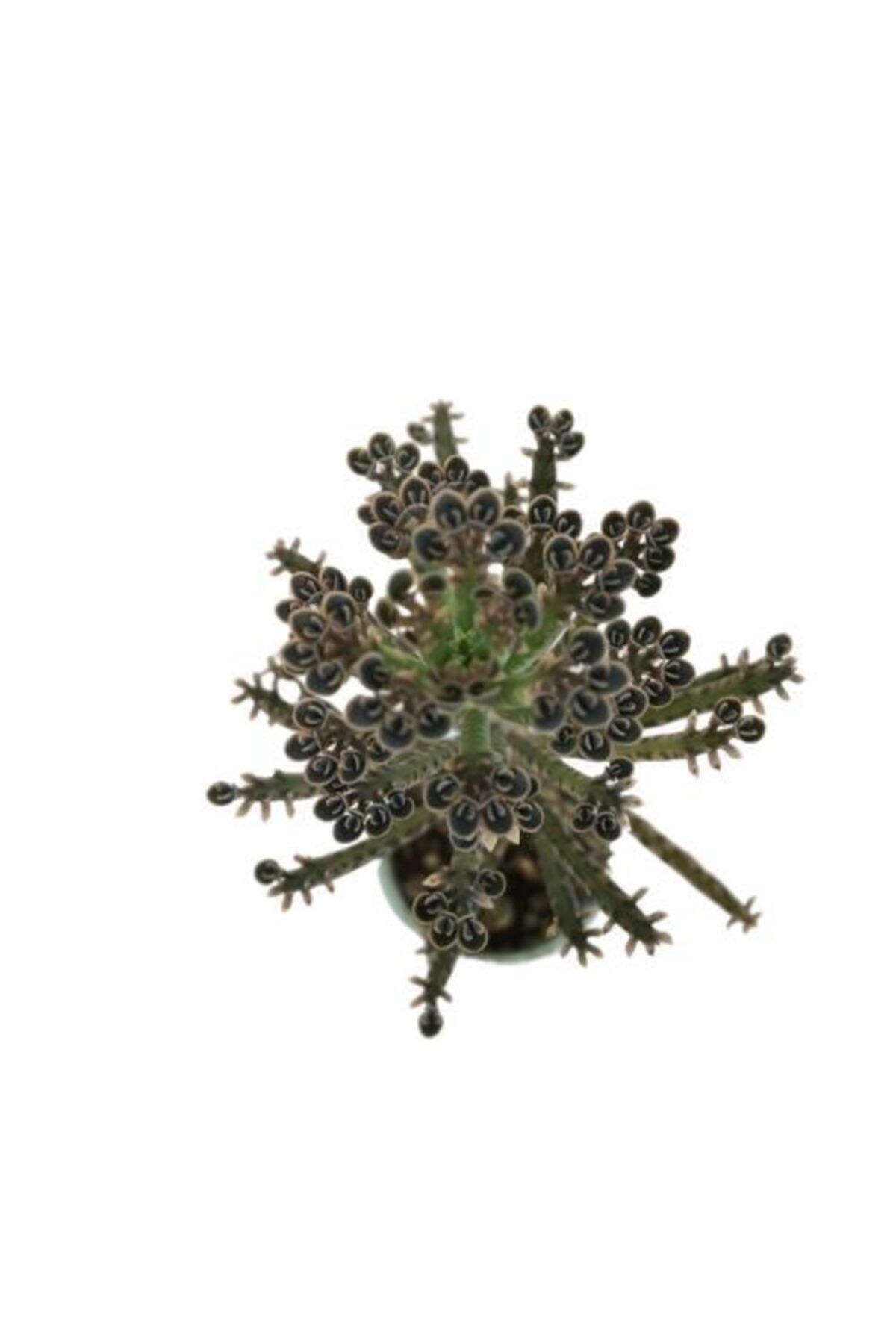 kalanchoe daigremontiana mavi renk