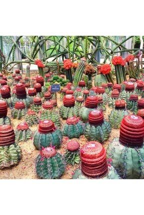 Melo Cactus Tohumu 100 Adet 8488483