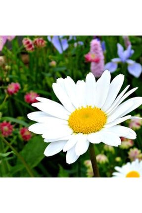 Papatya Çiçeği Tohumu Beyaz Papatya Tohumu 30 Adet Tohum 00728