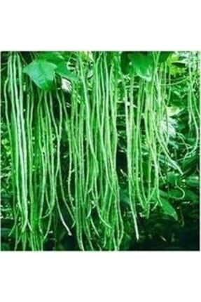 10 Adet Tohum Organik Uzun Organik Yeşil Çin Fasulyesi Çin Fasülye Fassulye Tohumu Sürpriz Hediyelid 5965ıhkhjyjpup069yt9h5