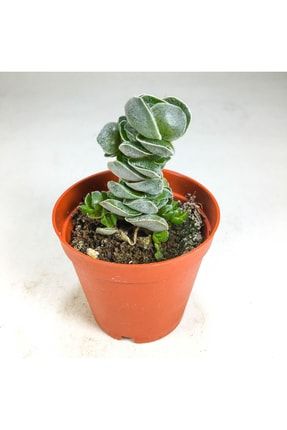 Crassula Deceptor (5.5 Cm Saksıda) Nadir Tür Sıra Dışı Kaktüs, Sukulent Ve Bitkiler 796737200