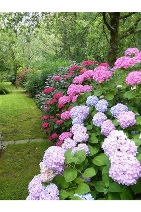 Dört Mevsim Bahçem Ortanca Çiçeği Fidanı Tüplü Karışık Renkli Cinsi [hydrangea Macrobhylla] 8747474