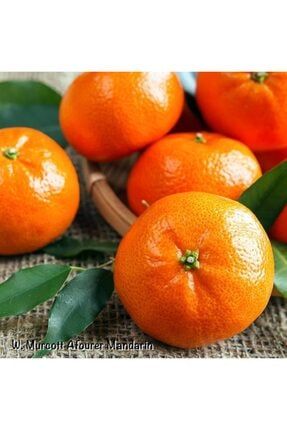onlinebahcem tuplu asili rize satsuma mandalina fidani fiyati yorumlari trendyol