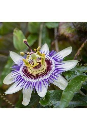 Mavi Çiçek Açan Çarkıfelek (Passiflora Sarmaşığı) Çiçeği Fidanı LNRVWZ37