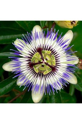 Tüplü Mavi Passiflora Aşk Meyvesi Fidanı DJMSTUVW