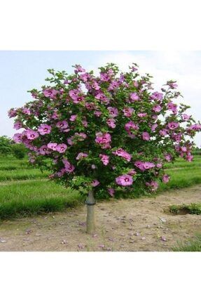 Tüplü Hibiscus Syriacus Ağaç Hatmi Fidanı BKLMQ246