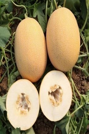 Doğal Geleneksel Ananas Kavun Tohumu (20 Tohum) BAHCET233D