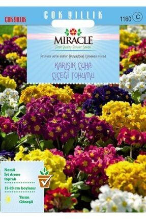 Miracle Karışık Renkli Onbir Ay Çuha Çiçeği Tohumu (50 Tohum) TTTZDN501