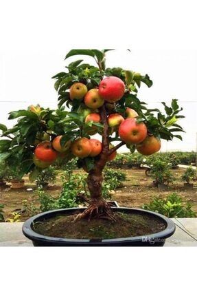 Bodur Bonsai Elma Ağacı Tohumu Ekim Seti 5 Adet Tohum + Toprak + Saksı 00442