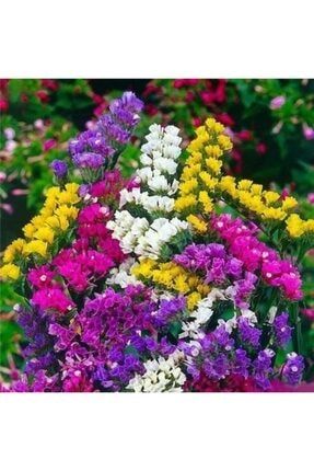 Karaşık Renkli Deniz Lavantası Çiçeği Tohumu Ekim Seti 10 Adet Tohum + Saksı + Toprak 00686