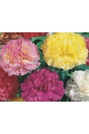 Karışık Renkli Iri Çiçekli Karanfil Çiçeği Tohumu 601.441.26