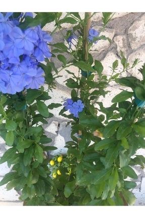 Mavi Yasemin Çiçeği Plumbago Capensis MaviYasemin