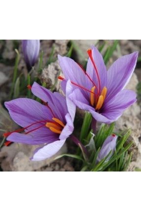 Tohumculuk Safran Çiçeği Soğanı 20 Adet mlk52148962