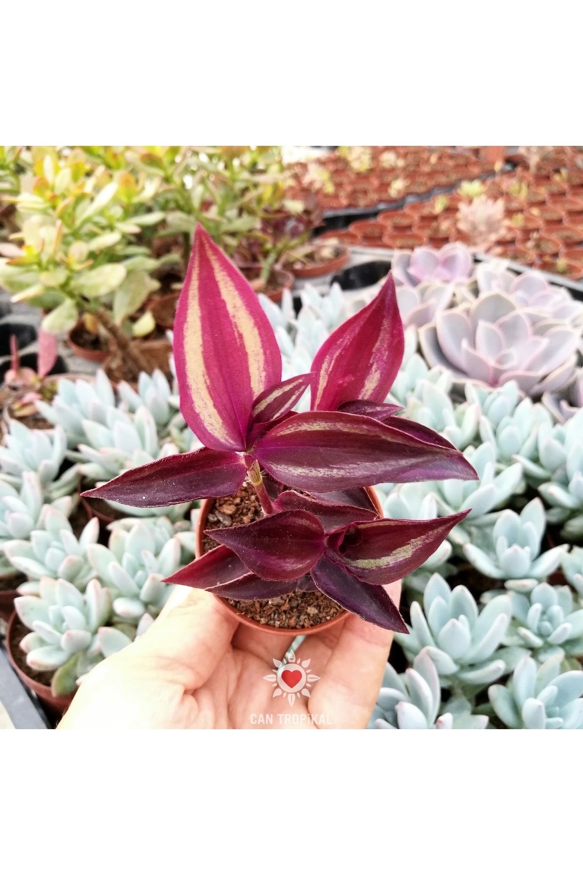 Tradescantia Zebrina Purple Wonder Telgraf Çiçeği Sukulent 2