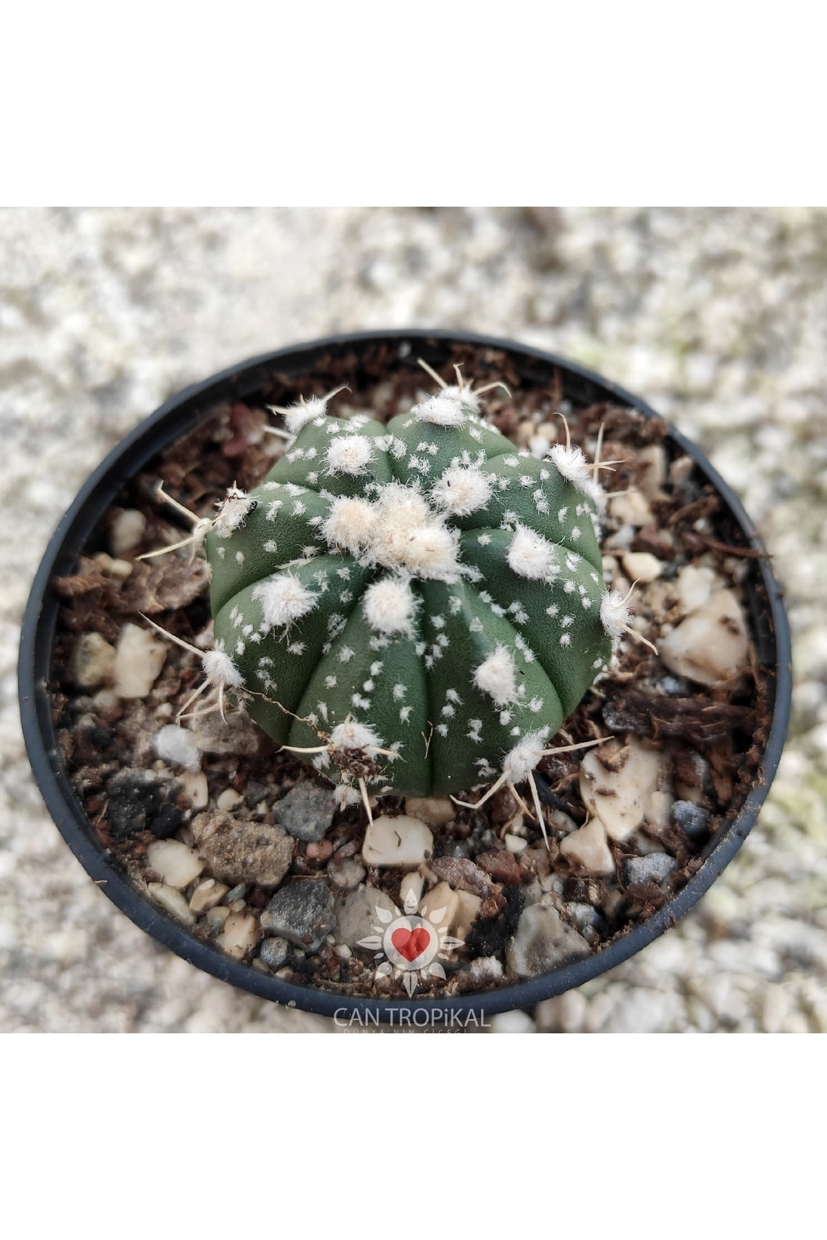 Astrophytum Asterias Gonzales No:14 Nadir Kaktüs Sukulent 2
