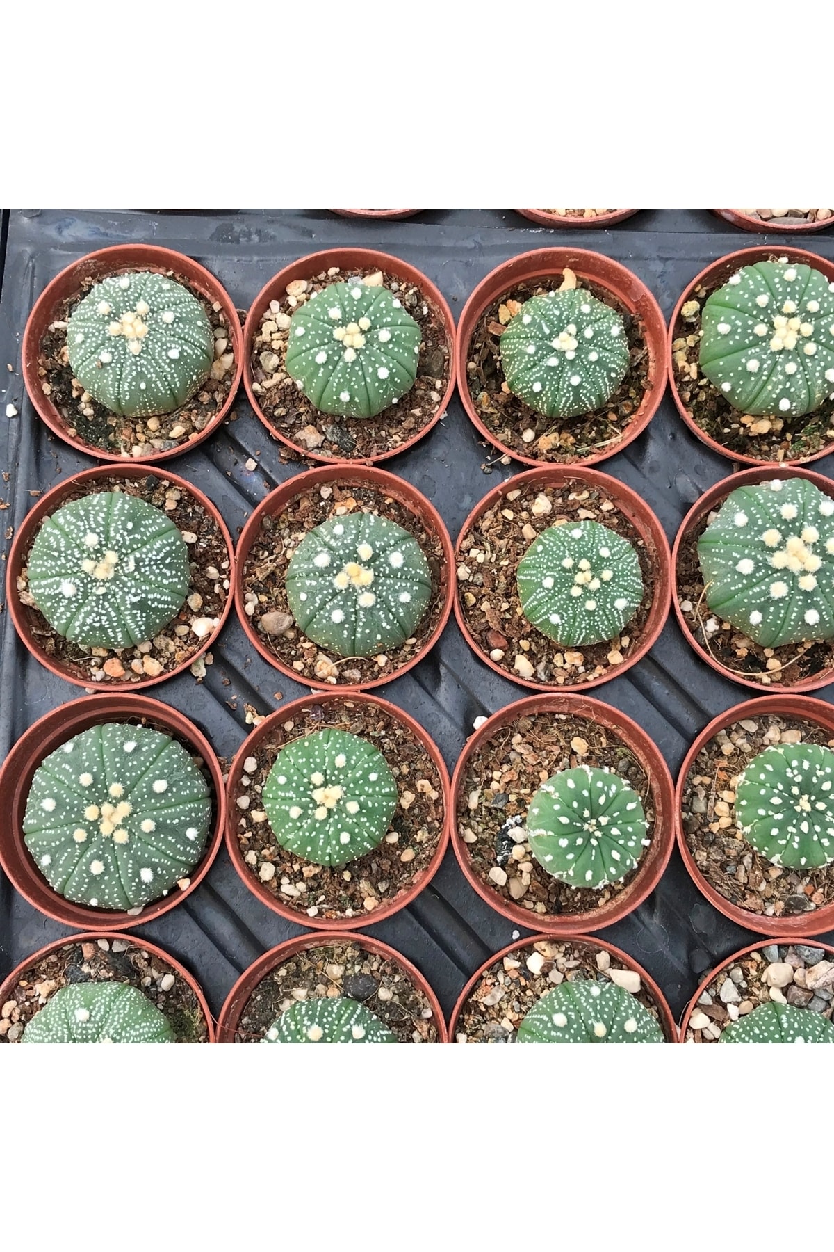 Astrophytum Asterias - Kaktüs 2