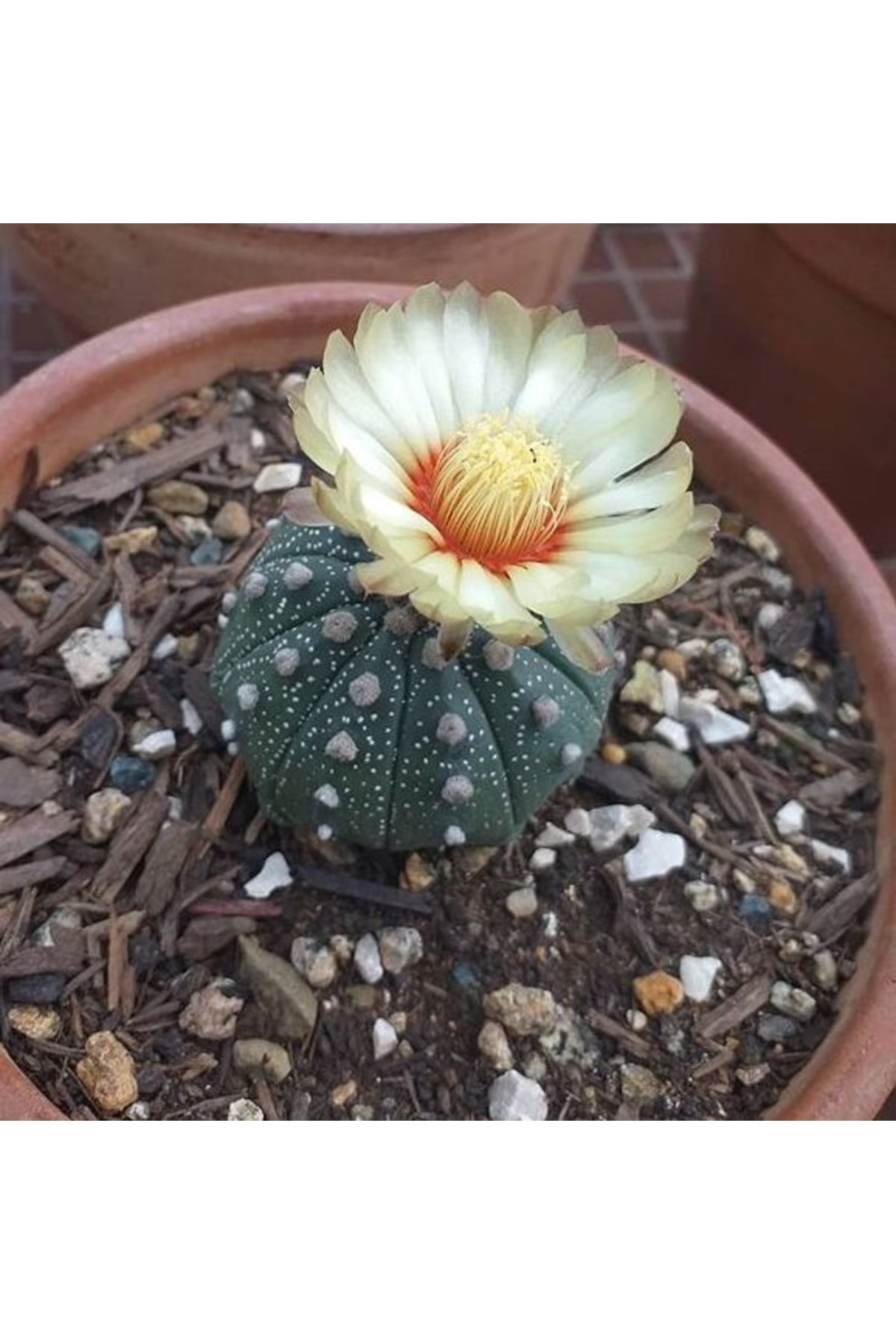 Astrophytum Asterias - Kaktüs 4