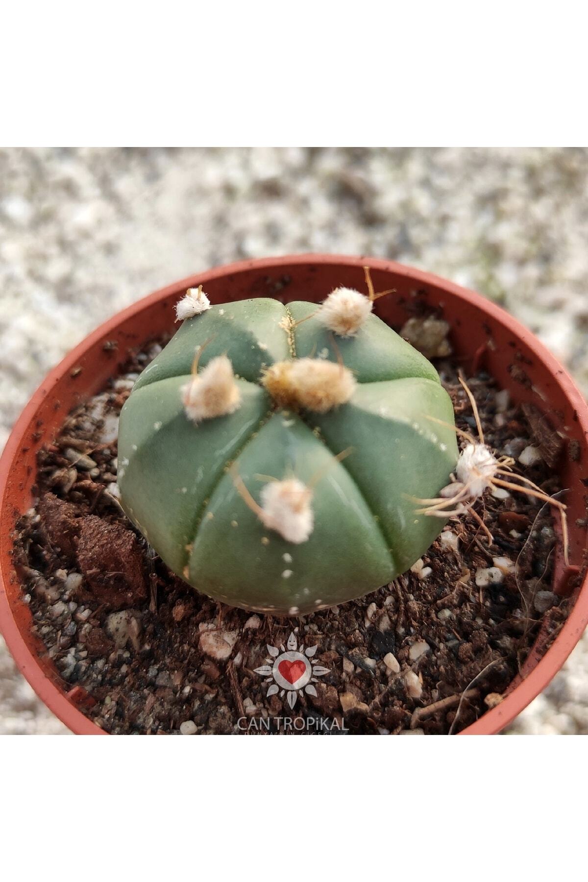 Astrophytum Asterias Gonzales Nudum Ooibo 5 Lob No:4 Nadir Kaktüs 2