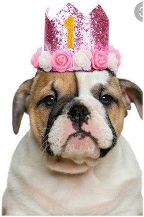 Köpek Doğum Günü Taç Prenses PRTVPRT-KTP