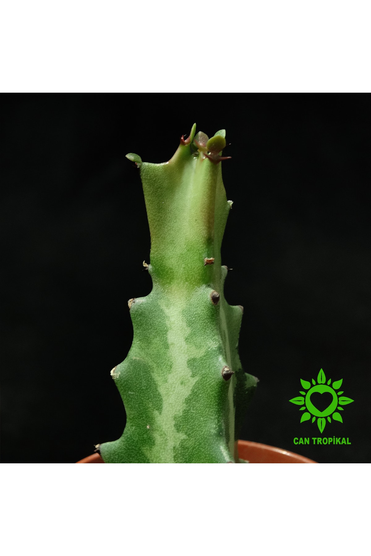 Euphorbia Lactea - Kaktüs 2