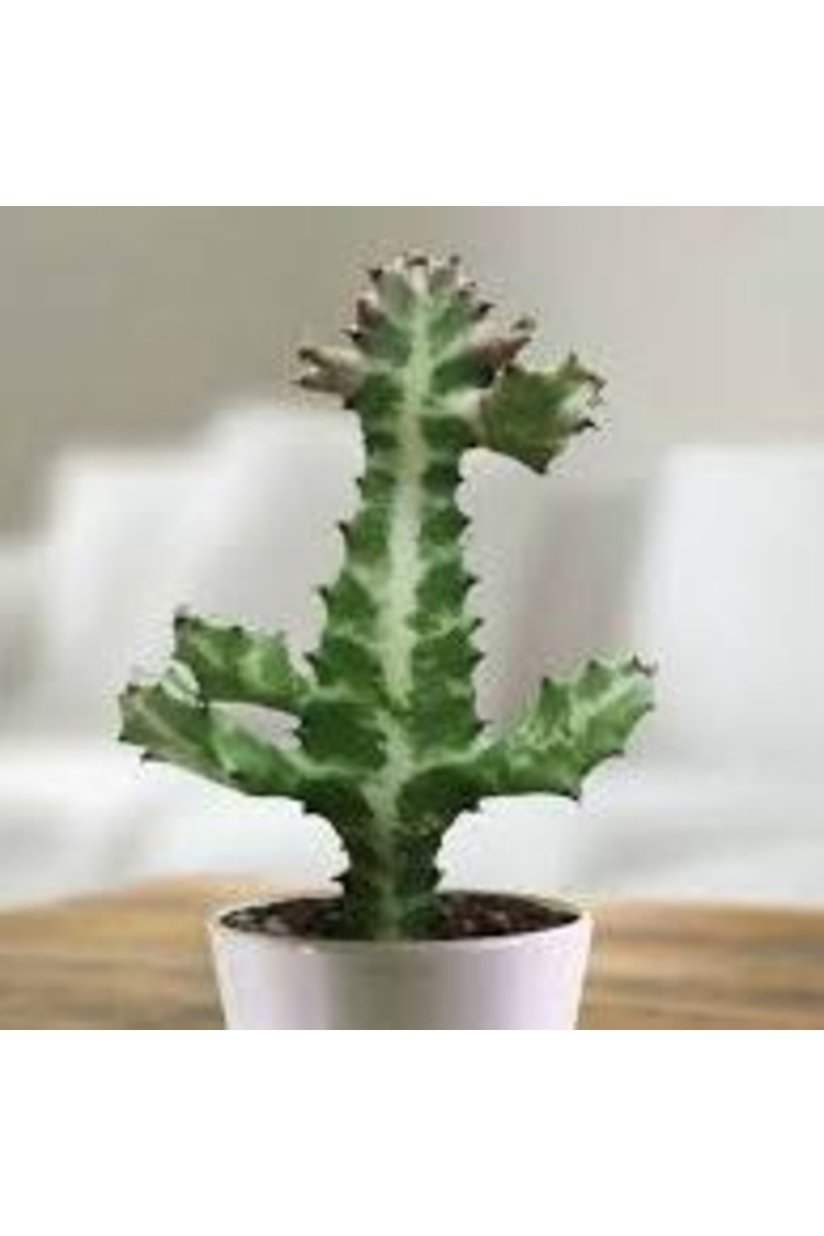 Euphorbia Lactea - Kaktüs 4