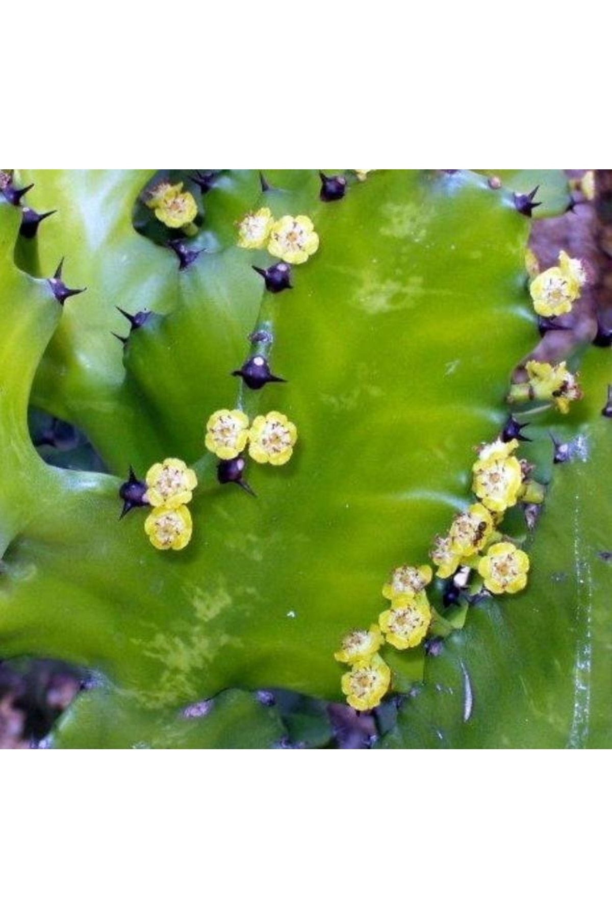 Euphorbia Lactea - Kaktüs 5